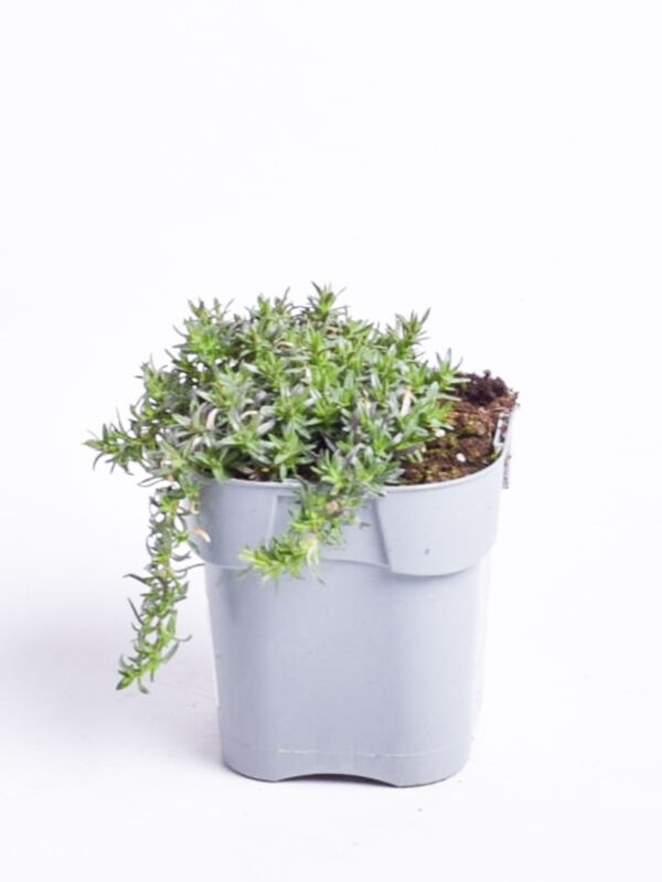 Douglasi leeklill 'White Admiral'  P12 Eestis kasvatatud