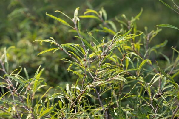 Harilik pöök 'Mercedes' P23 30-40cm