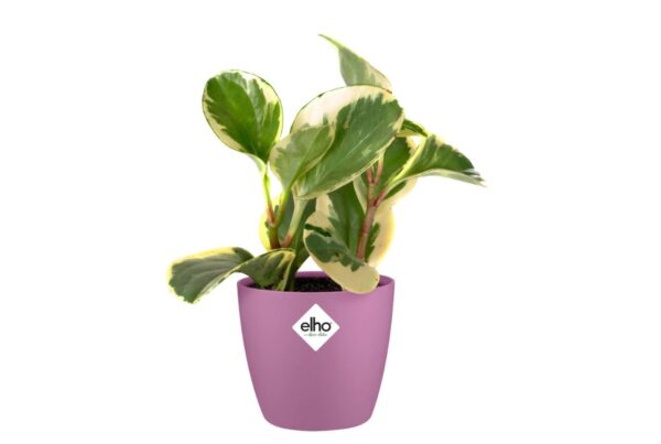 Lillepott Brussels Mini lilla Ø7x h6cm