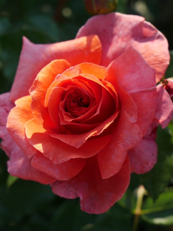 Roniroos 'Naranga' P21 Eestis kasvatatud