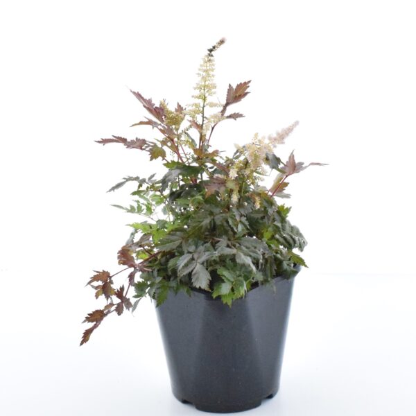 Arendsi astilbe 'Bronzlaub' P17 Eestis kasvatatud