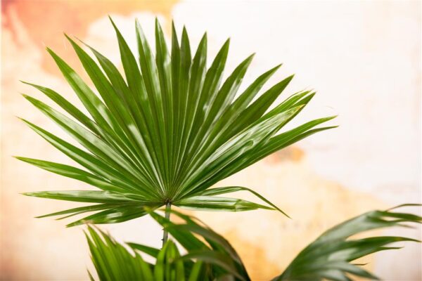 Ümaralehine saribuspalm (lehvikpalm) P14 ümbrispotis