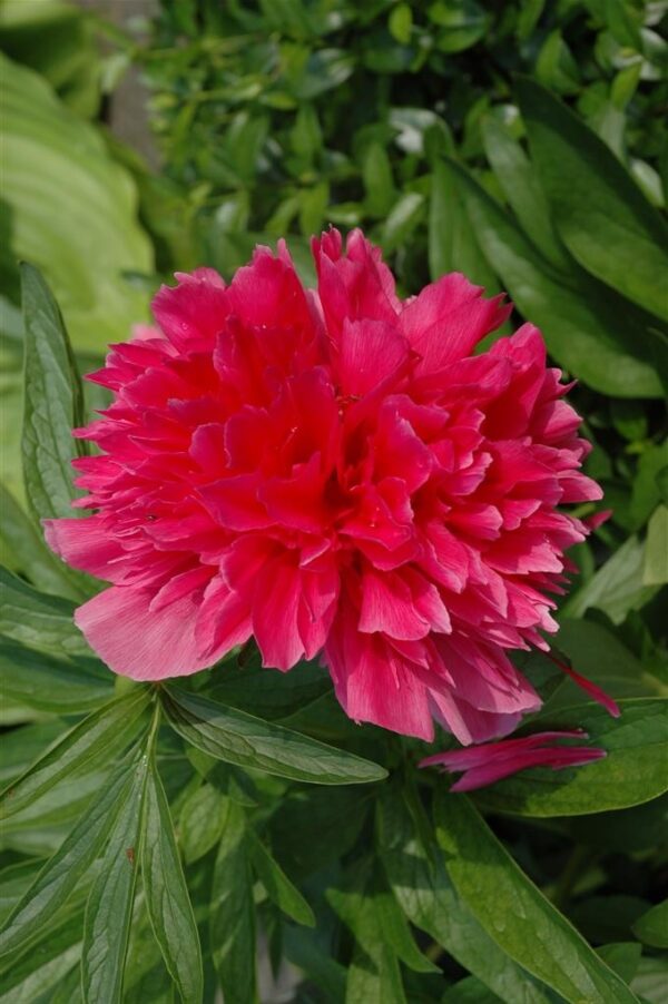 Pojeng 'Red Charm' P19 Eestis kasvatatud