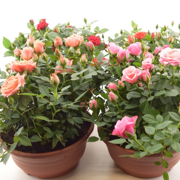 Potiroos P21 erinevad