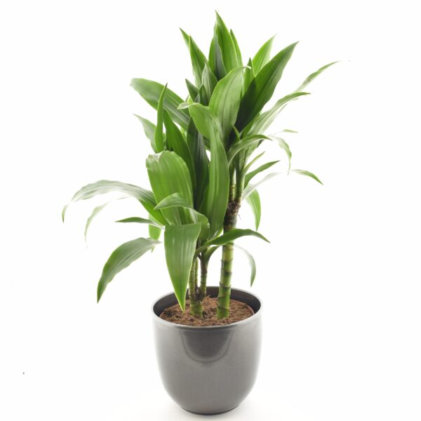 Dereema draakonipuu 'Janet Craig' P17 50cm 2 tüve