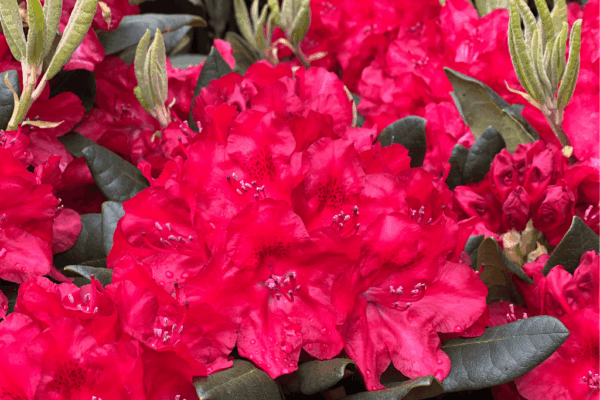 Rododendron 'Tarantella' P23 40-50cm