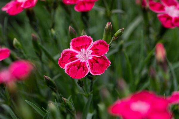 Hall nelk 'Flutterburst' P12 Eestis kasvatatud