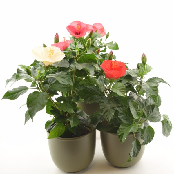 Rooshibisk P13 erinevad