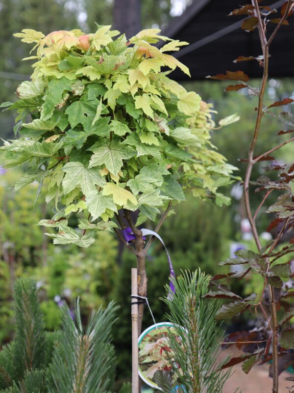 Mägivaher 'Brilliantissimum' P23 100cm tüvel