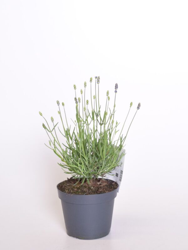 Tähklavendel 'Hidcote' P15