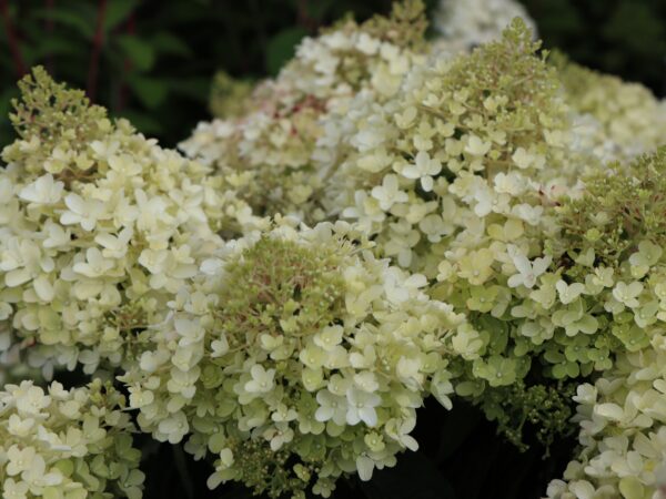 Aedhortensia Gardenlights 'Pinklight' P23 40cm