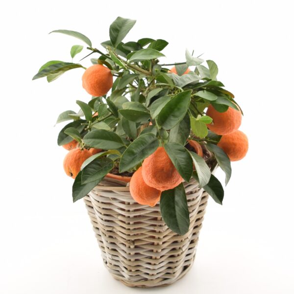 Magus laimipuu 'Leila' P14