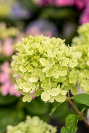 Aedhortensia Gardenlights ‘Greenlight’ P23 40cm