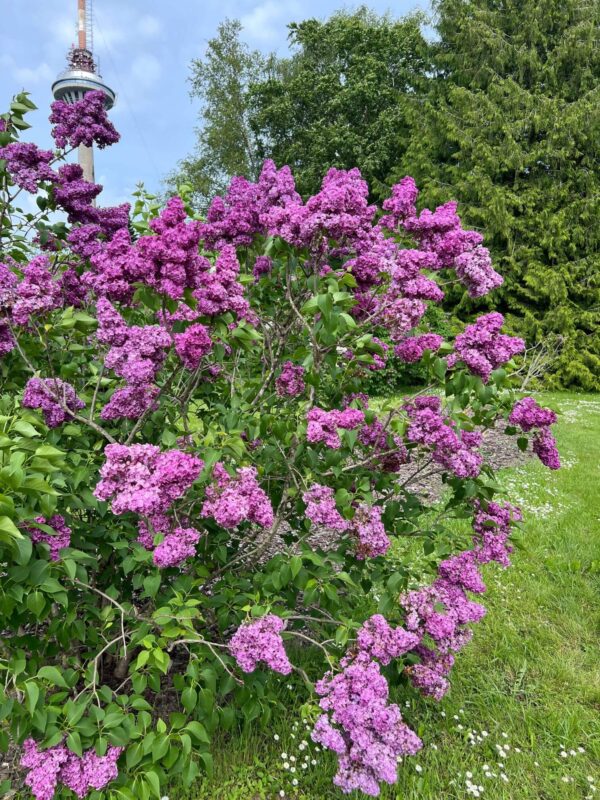 Harilik sirel 'Znamya Lenina' P28 70-90cm