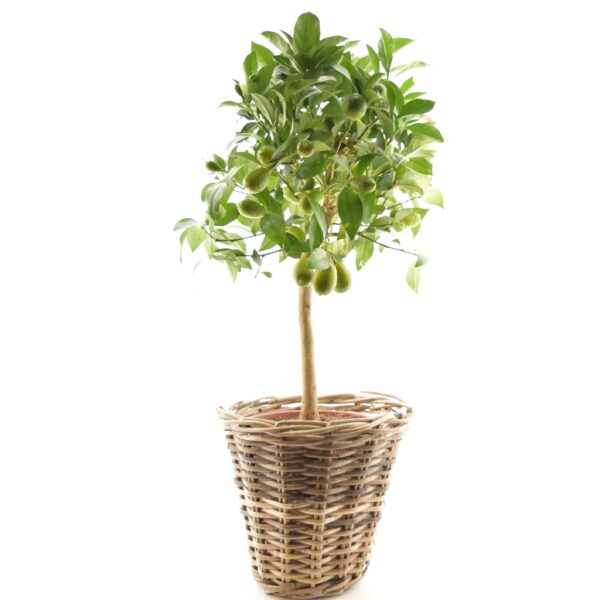 Laimkinkanipuu 'Lyvia' P21 50cm tüvel