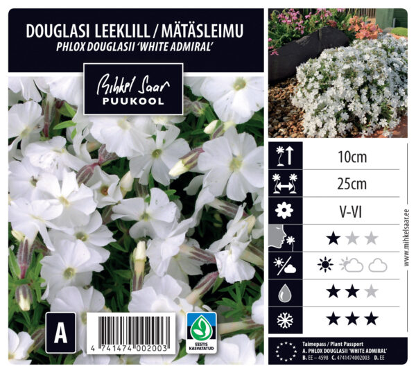Douglasi leeklill 'White Admiral'  P12 Eestis kasvatatud
