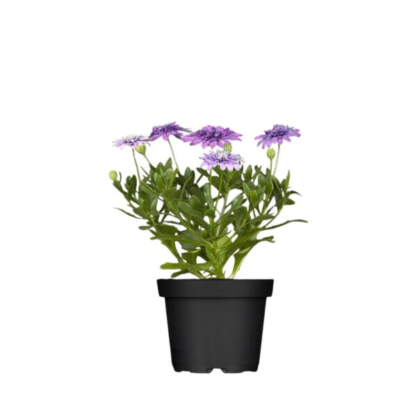 Kuldkakar P11/P12 erinevad