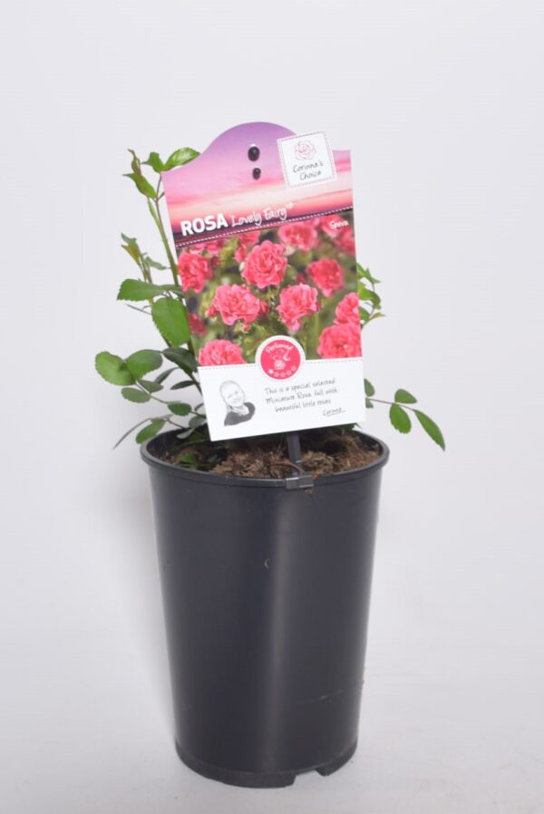 Pinnakatteroos 'Lovely Fairy' P14