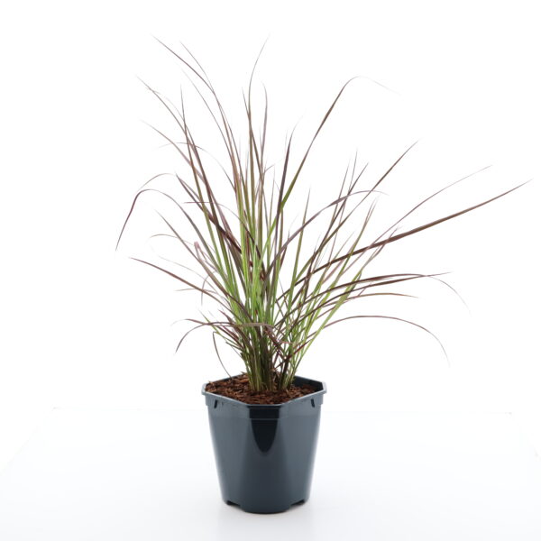 Hiidhirss P19 55cm erinevad