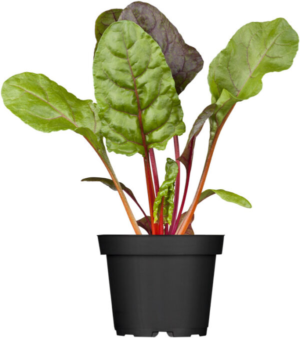 Lehtpeet P8 Eestis kasvatatud