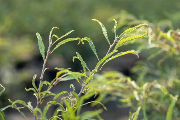 Harilik pöök 'Mercedes' P23 30-40cm