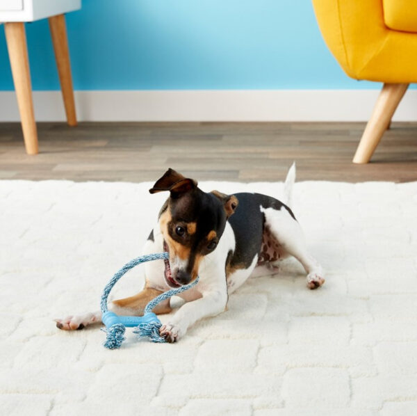 Mänguasi kutsikale Goodie kummist kont nööriga XS, värvivalik 1tk