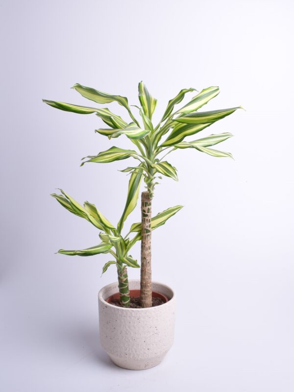 Lõhnav draakonipuu 'Yellow Coast' P17 40cm 2 tüve