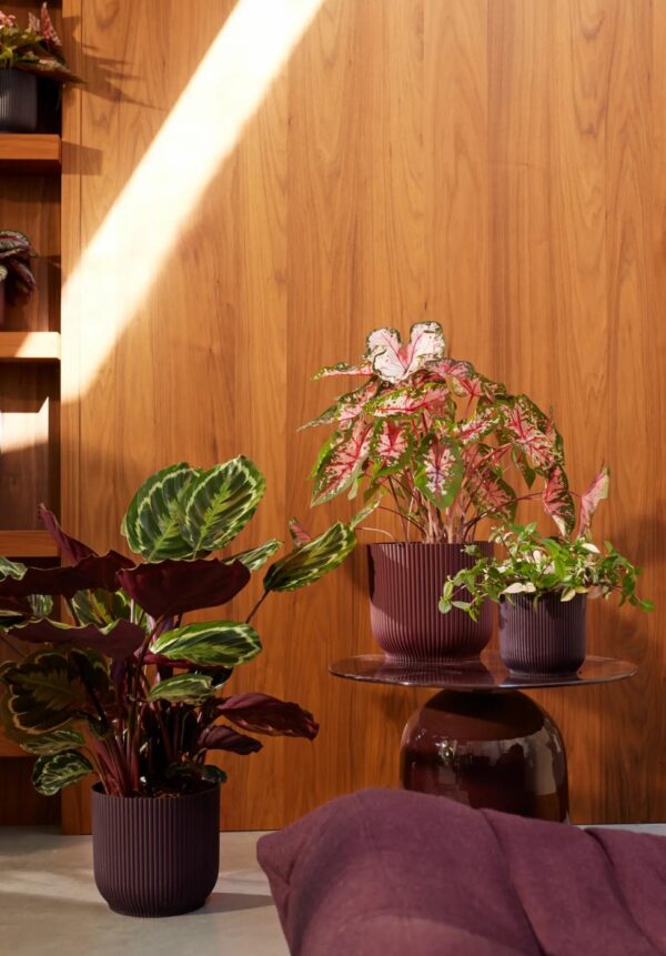 Lillepott Winery Ø16x h15cm bordoopunane