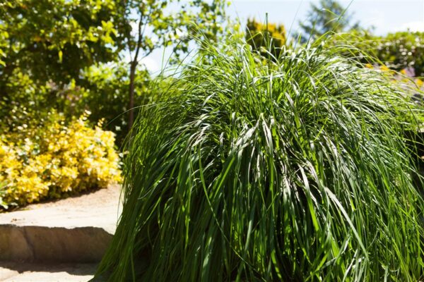 Austraalia hidhirss 'Red Head' P23