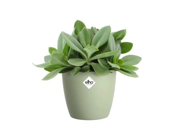 Lillepott Brussels Ø18x h17cm roheline