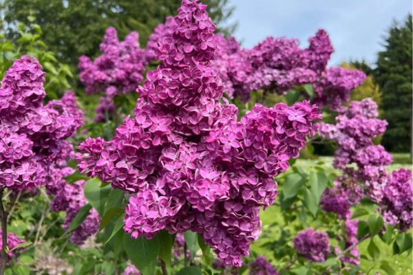 Harilik sirel 'Znamya Lenina' P28 70-90cm