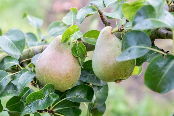 Sammaspirnipuu 'Decora' P26 100cm Eestis kasvatatud