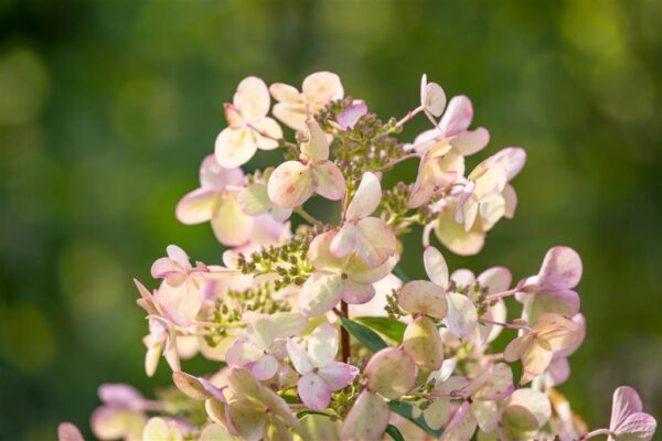 Aedhortensia 'Petite Polestar' P14