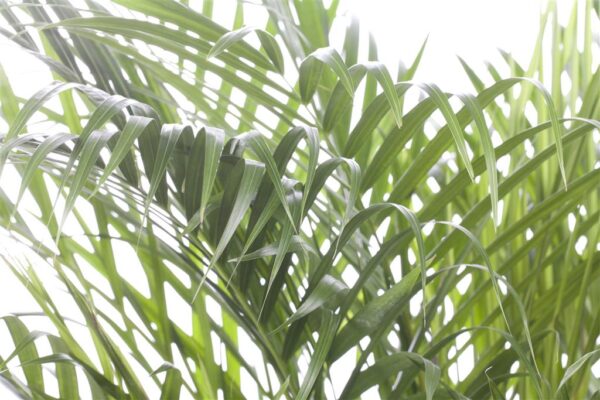 Kollakas kuldviljakpalm (pisipalm) P7 ümbrispotis