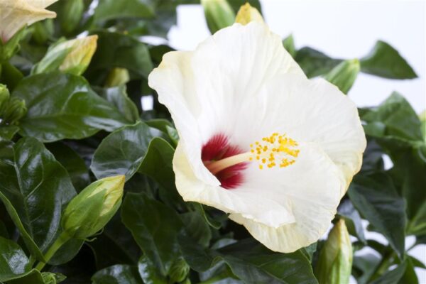 Rooshibisk P13 erinevad