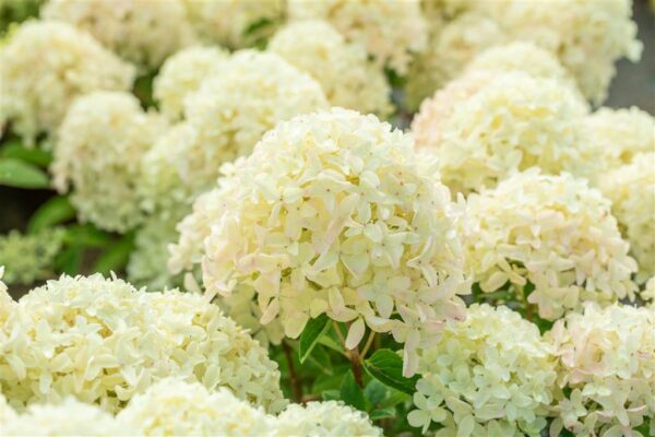 Aedhortensia Gardenlights 'WhiteLight' P23 80cm tüvel