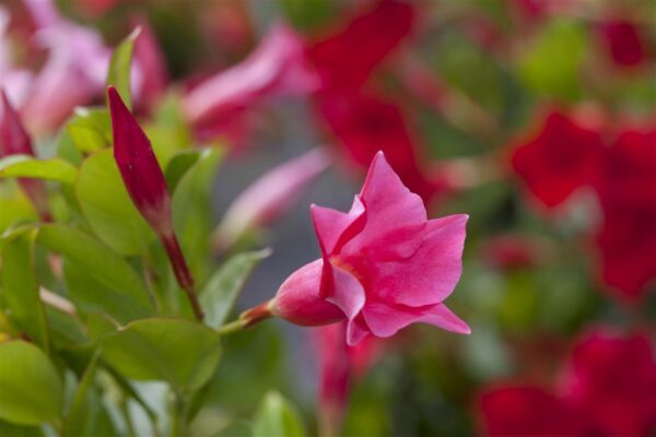 Mandvill P25 erinevad amplis