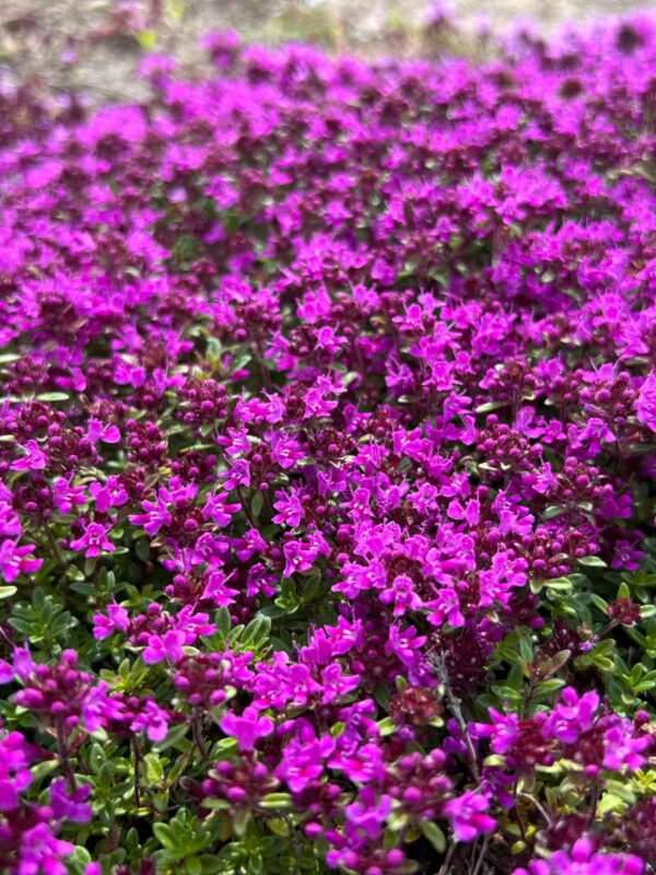 Varane liivatee 'Coccineus' P14 Eestis kasvatatud