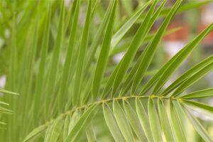 Kanaari datlipalm P26 90cm savipotis