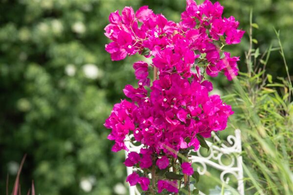 Bugenvillea P19 toestatud
