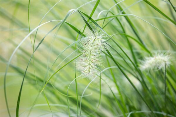 Harjas-hiidhirss 'Sky Rocket' P19