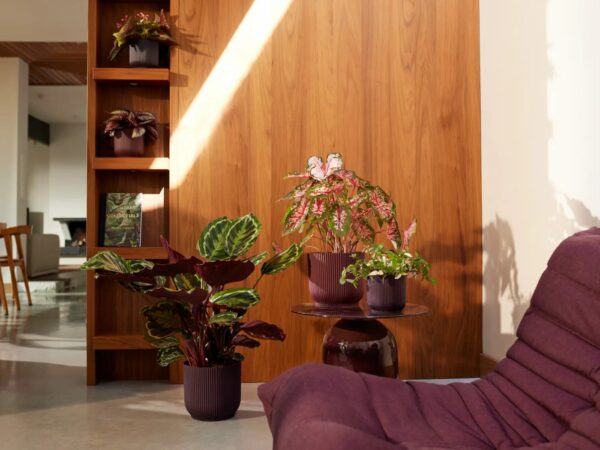 Lillepott Winery Ø18x h17cm ploomililla