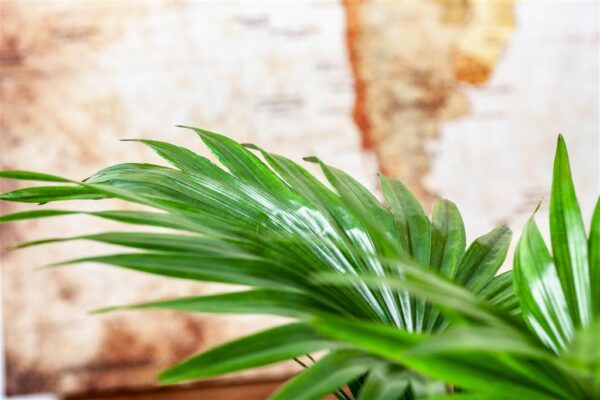 Ümaralehine saribuspalm (lehvikpalm) P14 ümbrispotis