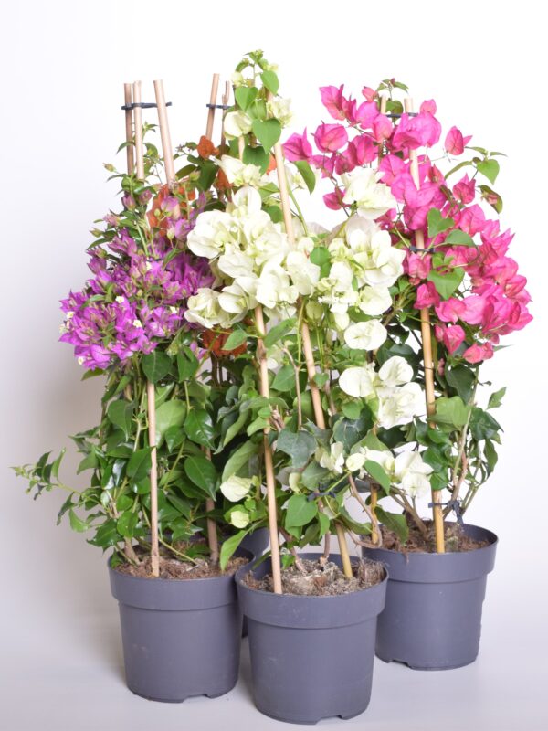 Bugenvillea P19 toestatud