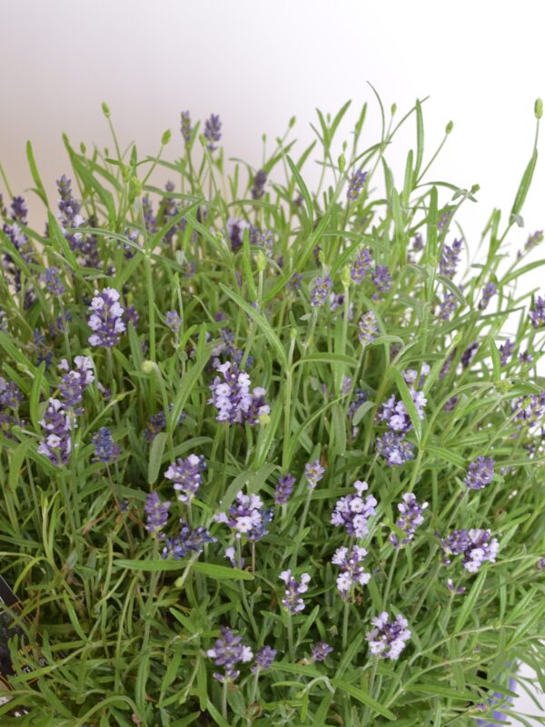 Tähklavendel 'Essence Purple' P26