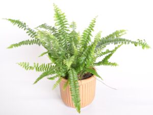 Kõrge nefroleep ‘Green Lady’ P12