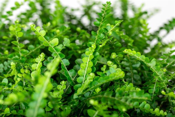 Südajalehine nefroleep 'Duffi' P12