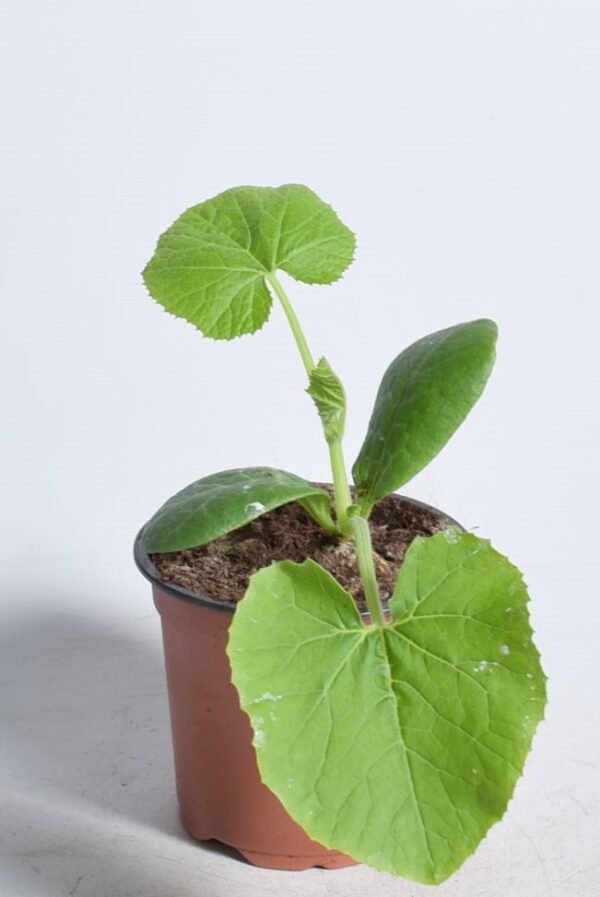 Kõrvits 'Gold Nugget' P9 Eestis kasvatatud