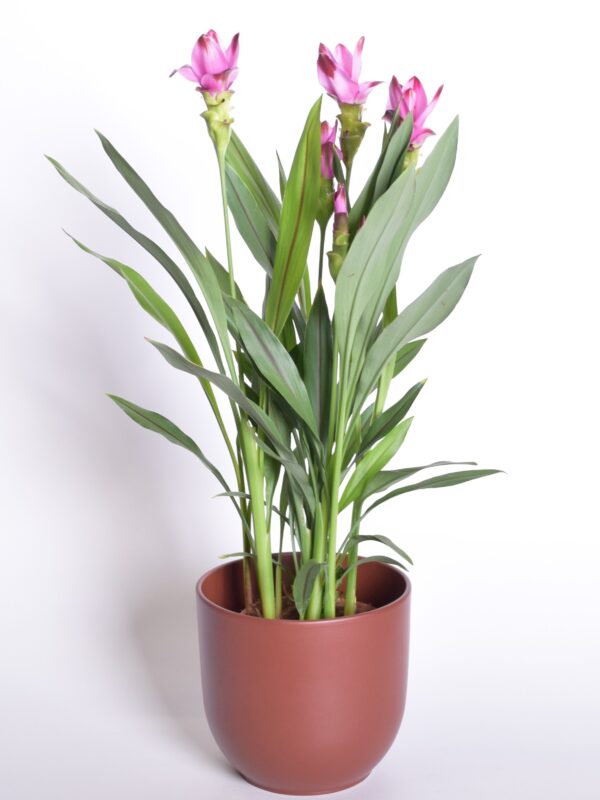 Tulp-kollajuur 'Siam Splash' P15