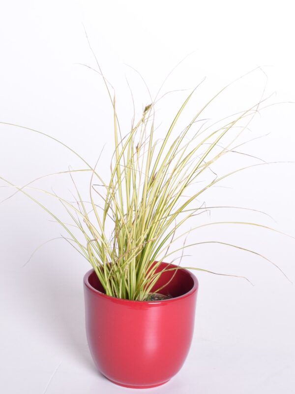 Riistarn 'Jenneke' P8